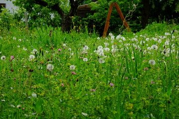 Wildblumen im Garten gegen Bienensterben