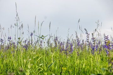 Obraz premium Blumenwiese am Abend