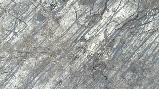 Top Down Aerial View of Forest with Snow