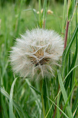 dandelion on green background of grass