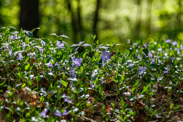 Beautiful spring wildflowers macro