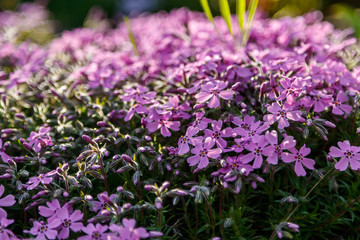 Obraz premium Beautiful spring wildflowers macro