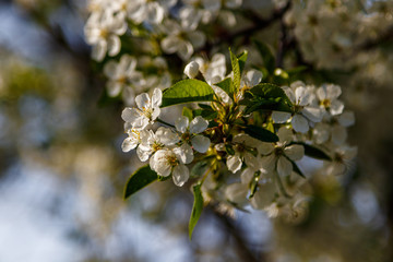 Beautiful spring blossoming tree branches with white flowers macro