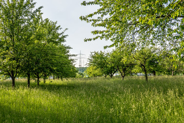 Fototapeta premium Baumgrundstück und Strommasten