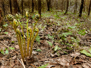 Fern in the forest in spring