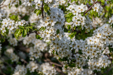 Beautiful spring blossoming tree branches with white flowers macro