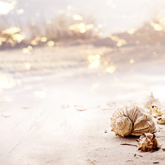Summer holiday frame with seashells