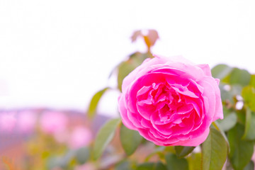 Pink rose flower in roses garden with soft focus.
