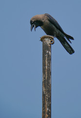Young Bangladeshi Carrion Crow Looking down at a iron pipe