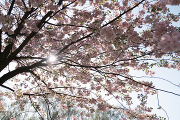 Sakura cherry blossom trees with mild blue sky in the background