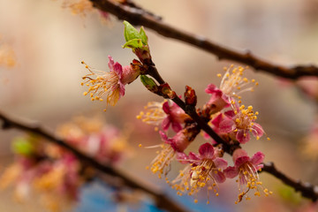 Apricot inflorescences, fruit ovary. Spring changes in plant life. After the rain.