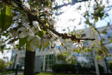 branch of a cherry tree