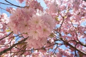 cherry blossom in spring , Sweden