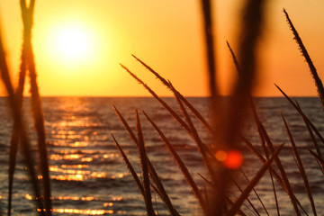 Beach grass along a lake, backlit by the setting sun.  Saugatuck, MI, USA.