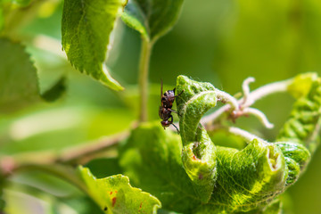 Bee on a apple tree