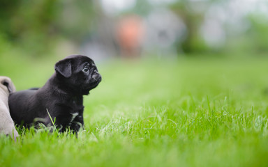 Little and cute pug puppy