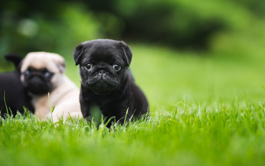 Cute little 6 week old pug puppy