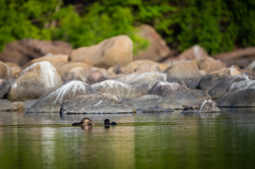 A habitat image of Smooth-coated otter (Lutrogale pers) pair eating fish in morning light with green trees reflection in a calm water of chambal river at rawatbhata, kota, rajasthan, india