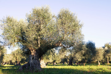 Fototapeta premium Italy, Puglia region, south of the country. Traditional plantation of olive trees.