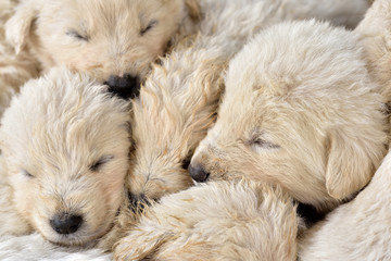 kleine junge weiße hundewelpen kuscheln sich aneinander