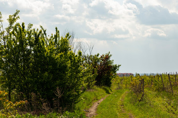 Fototapeta premium Vineyard on the outskirts of Chisinau. Winemaking in Moldova. Agriculture in the spring.