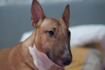 Miniature bull terrier is lying on the bed