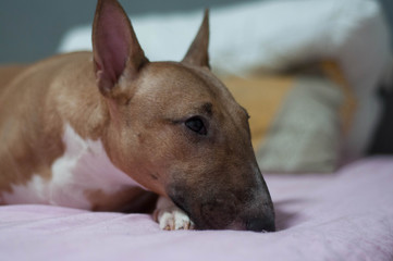 Miniature bull terrier is lying on the bed