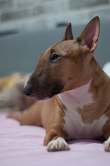 Miniature bull terrier is lying on the bed