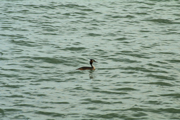 crested grebe in the water,nature, lake, wildlife, birds, animal, 