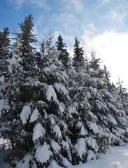 fir trees covered with snow
