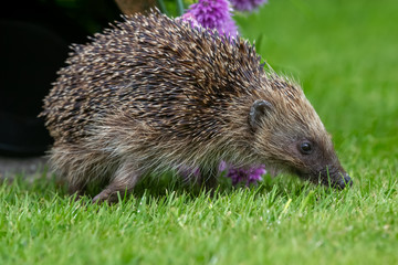 Hedgehog, wild, native, European hedgehog in natural garden habitat with flowering chives