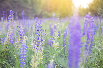 lupins purple flowers, summer hot field, beautiful