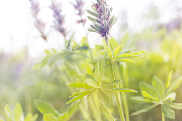 lupins purple flowers, summer hot field, beautiful