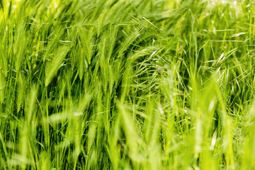 Gräser im Wind bei Gegenlicht