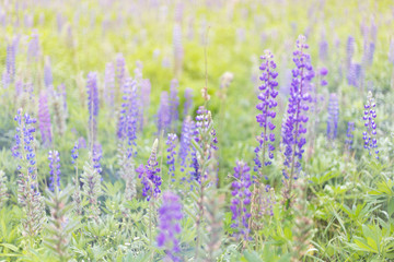 lupins purple flowers, summer hot field, beautiful
