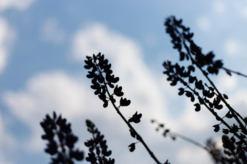Obraz premium lupins purple flowers, summer hot field, beautiful