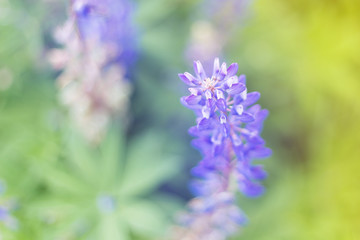 lupins purple flowers, summer hot field, beautiful