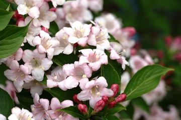 Weigelie Blüten