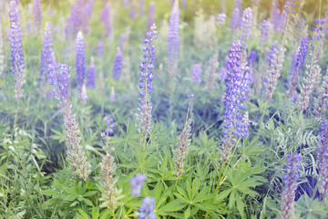 Obraz premium lupins purple flowers, summer hot field, beautiful