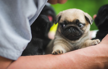 Little and cute pug puppy
