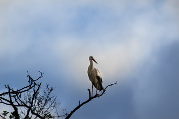 White stork standing on a tree with dramatic blue background