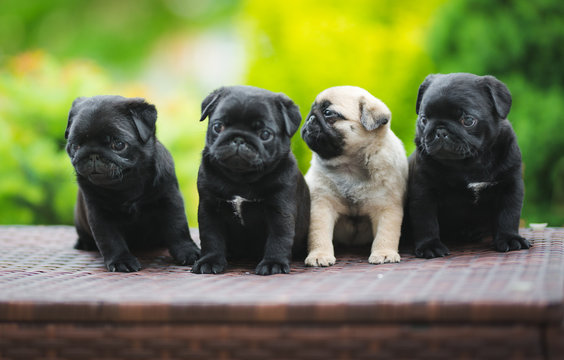 Cute Group Of Pug Puppies