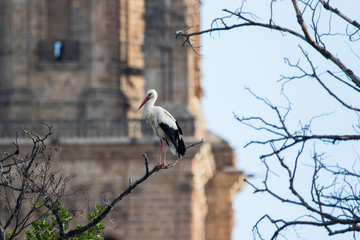White stork posed on a tree in front of the cathedral of Salamanca