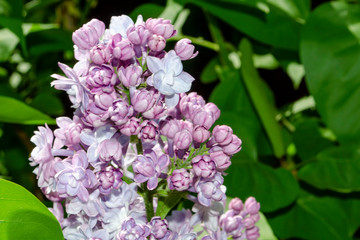 Beautiful purple lilac flowers outdoors. Lilac flowers on the branches