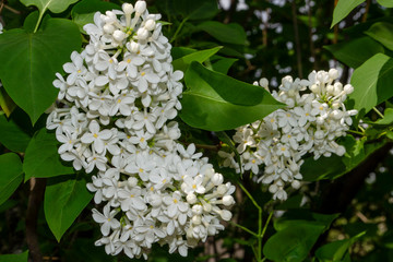 Beautiful white lilac flowers outdoors. Lilac flowers on the branches