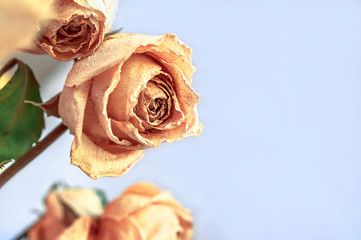 Faded and Withered White Roses on Light Background. Copy Space.