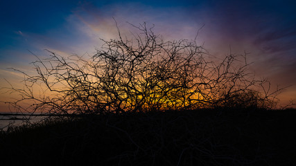 Saxaul at sunrise in Uzbekistan travel