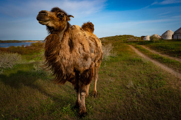 Camel and yurt in Uzbekistan