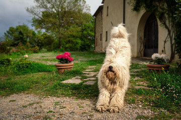 Big Komondor dog on the lawn