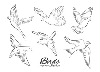 Set of hand drawn birds isolated on white background. Vector illustration.